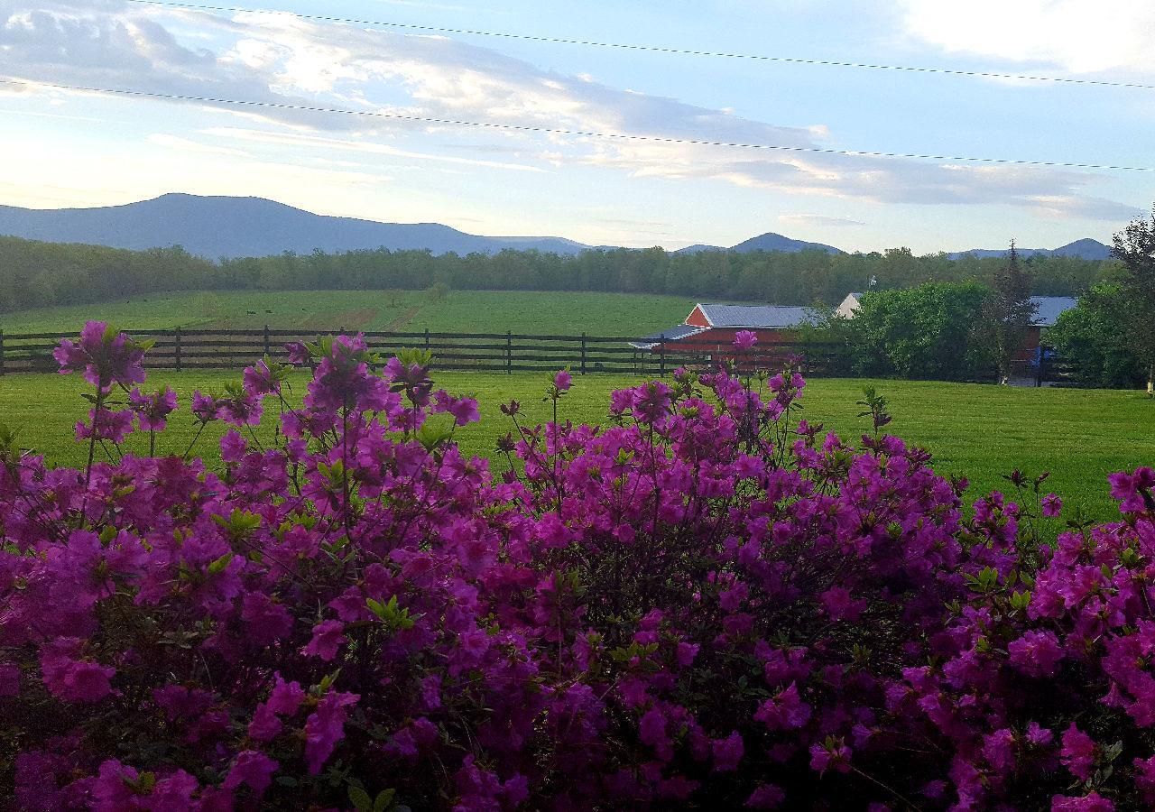 Piney Hill B&B And Cottages Luray Kültér fotó